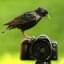Magpie Photo