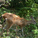 Stream Photos
