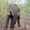 South African Safari
