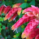 Flora